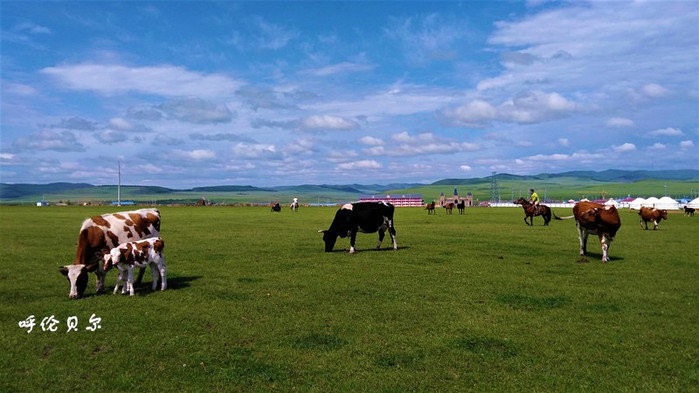 呼伦贝尔,探寻草原之韵的魅力之旅