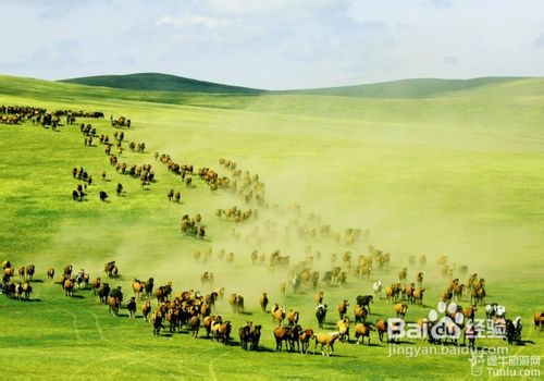 呼伦贝尔,探寻草原之韵的魅力之旅